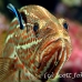 grouper_slender_db_h_0705_png2174.jpg